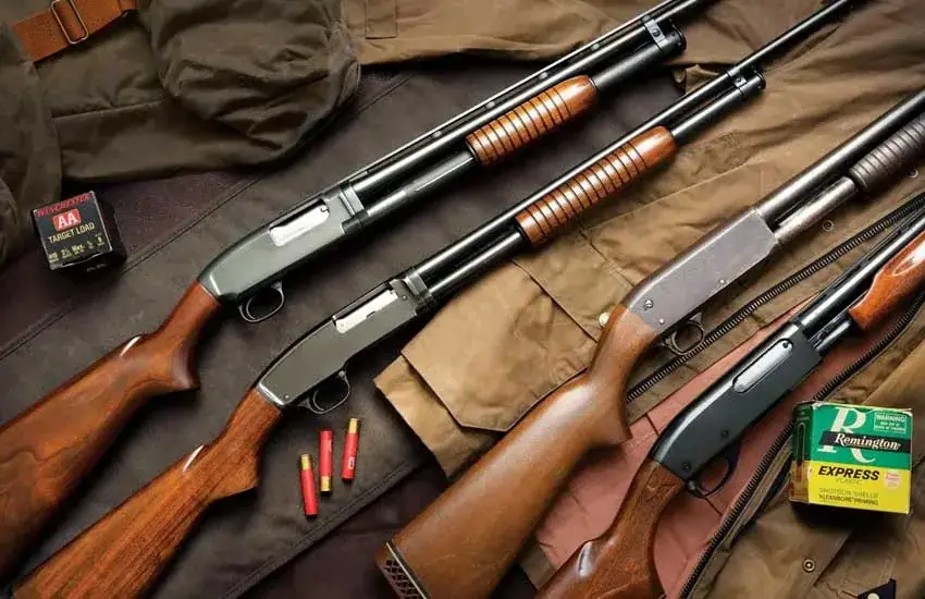 Pump-action shotguns with wood stocks laid out with Winchester and Remington ammunition